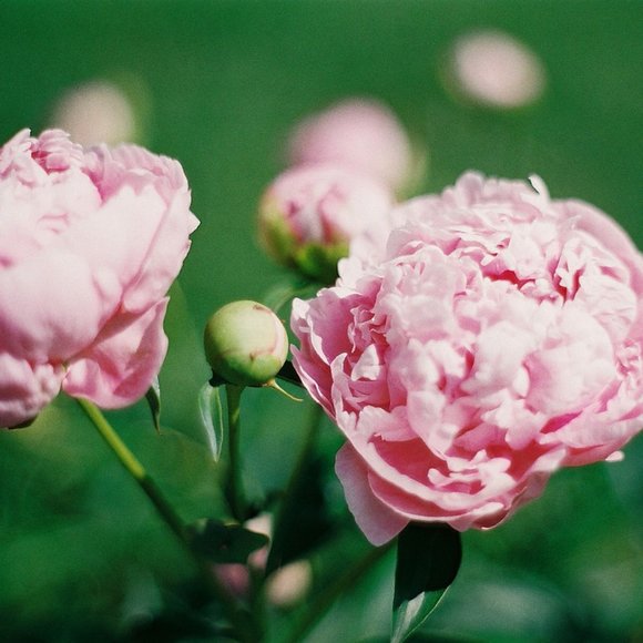 Meet your Posher, Timatha - Picture 1 of 1